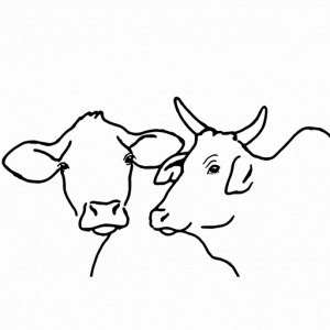 logo kuh zebu kopie kopie